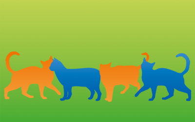 WILDE KATZEN