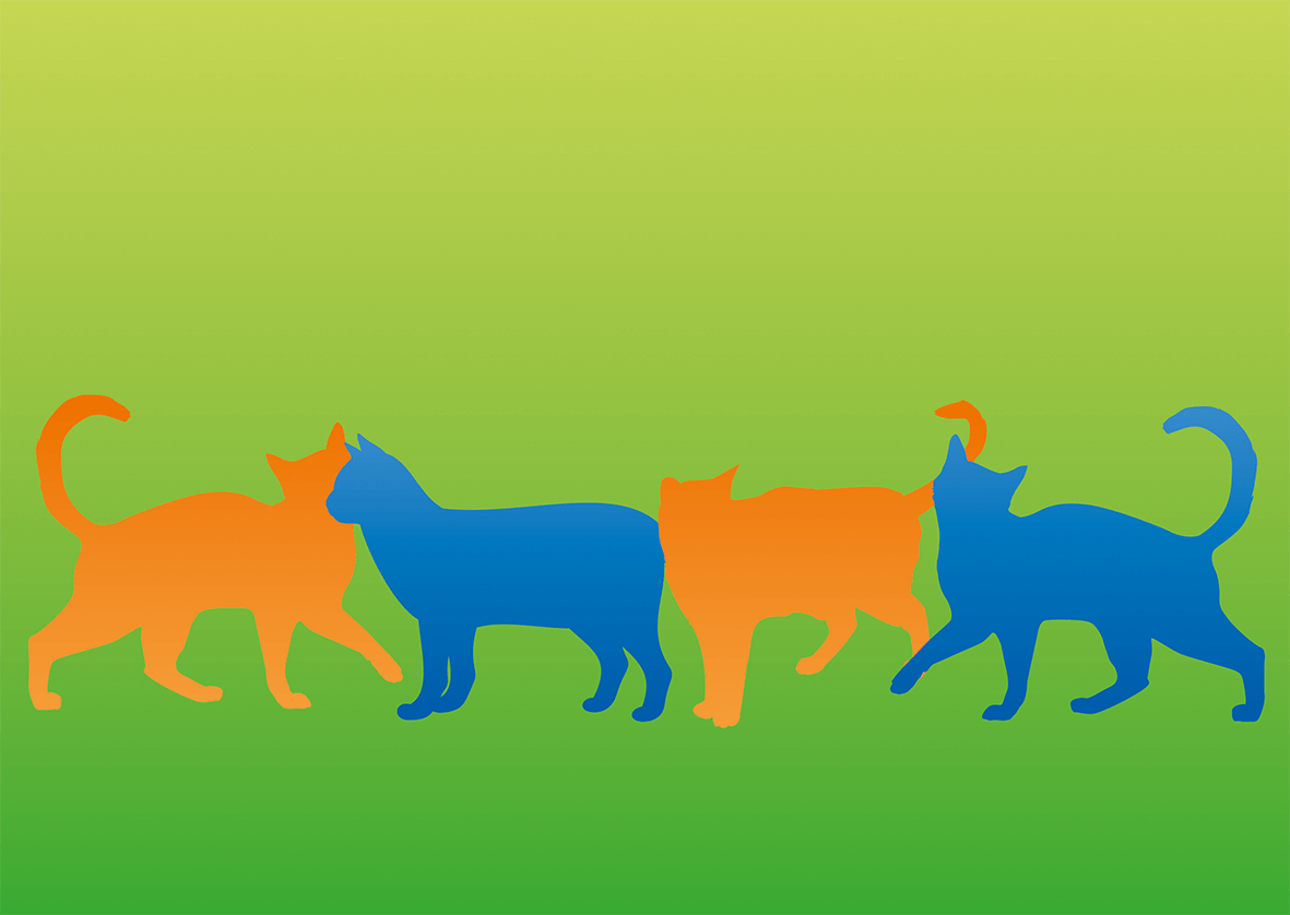 Platzhalter Wilde Katzen